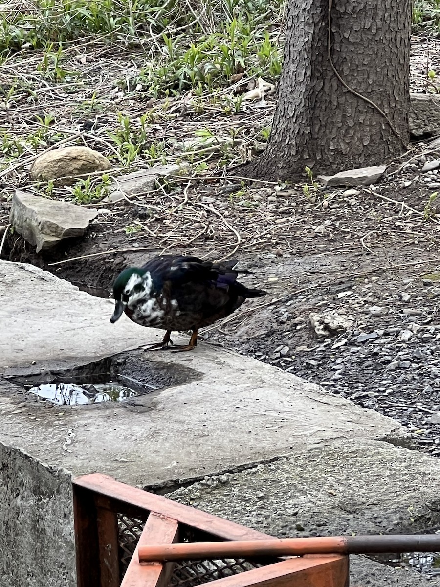 Wood Duck x Mallard (hybrid) - ML559920751