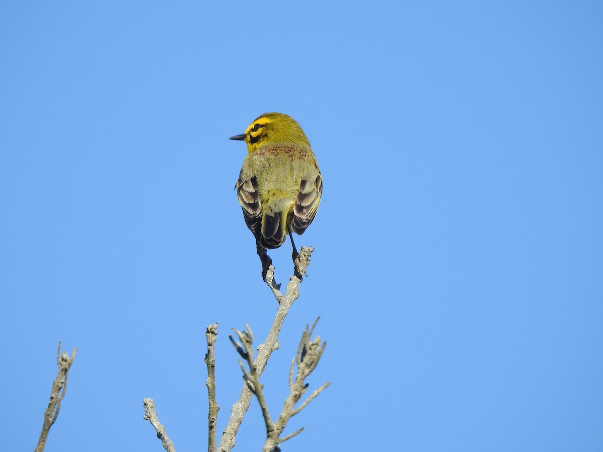 Prairie Warbler - ML559920761