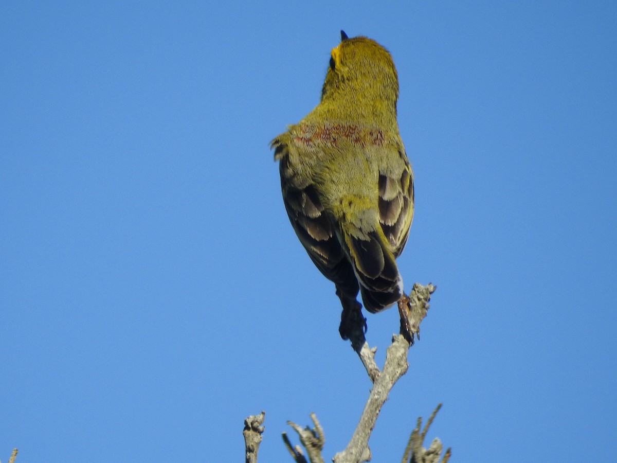 Prairie Warbler - ML559920771