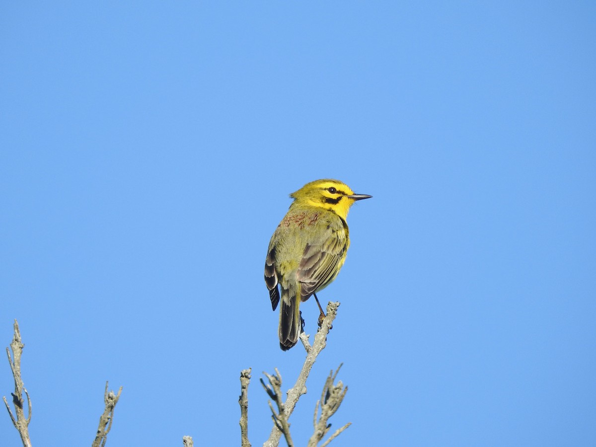 Prairie Warbler - ML559920781