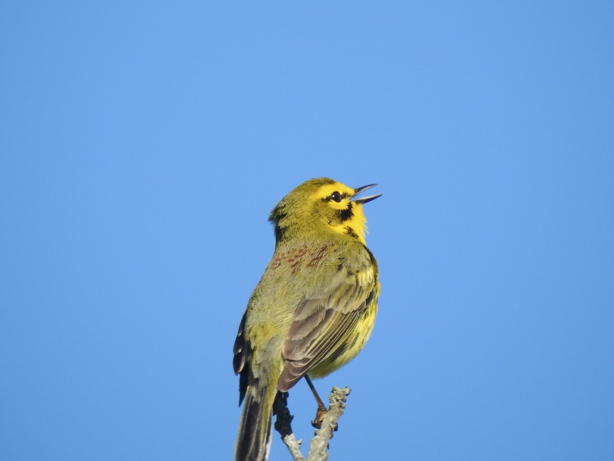 Prairie Warbler - ML559920791