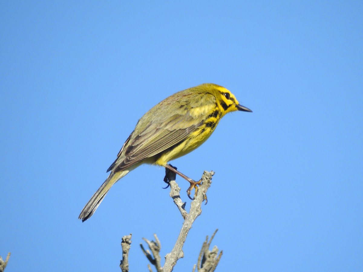 Prairie Warbler - ML559920801