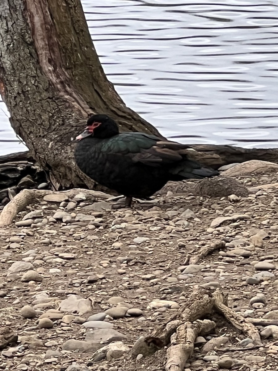 Muscovy Duck (Domestic type) - ML559920861