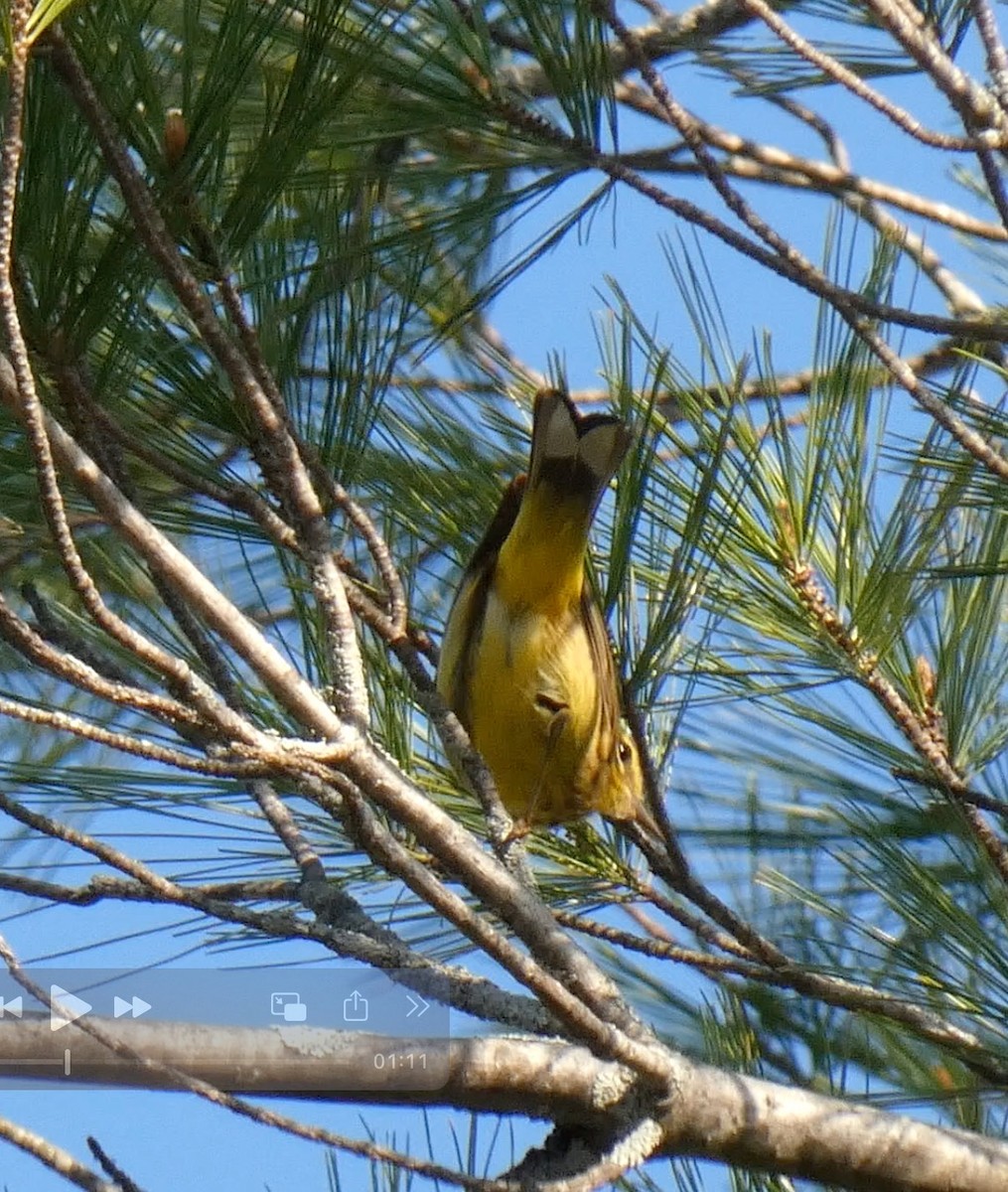 Palm Warbler (Yellow) - ML559921051