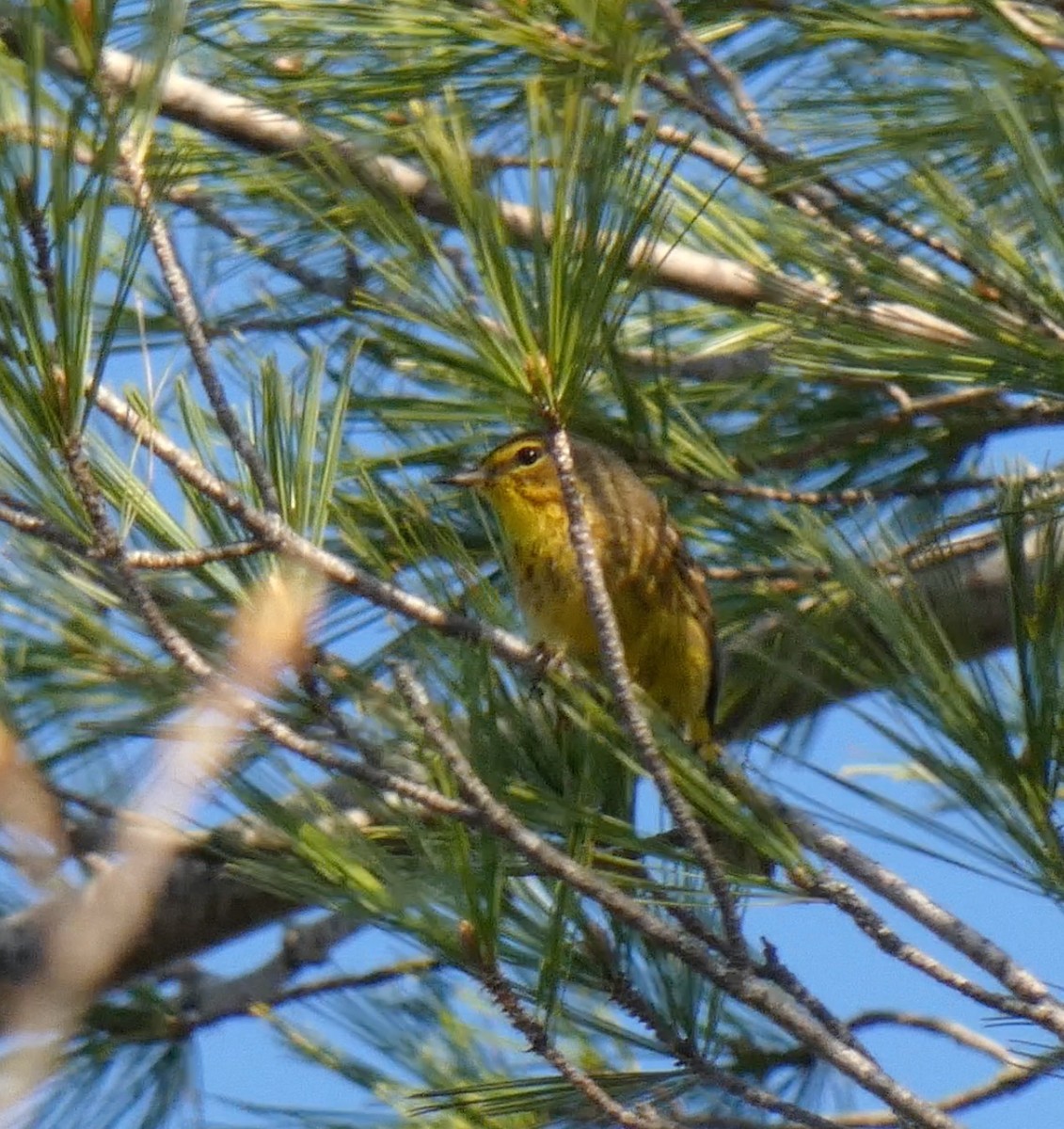Palm Warbler (Yellow) - ML559921061