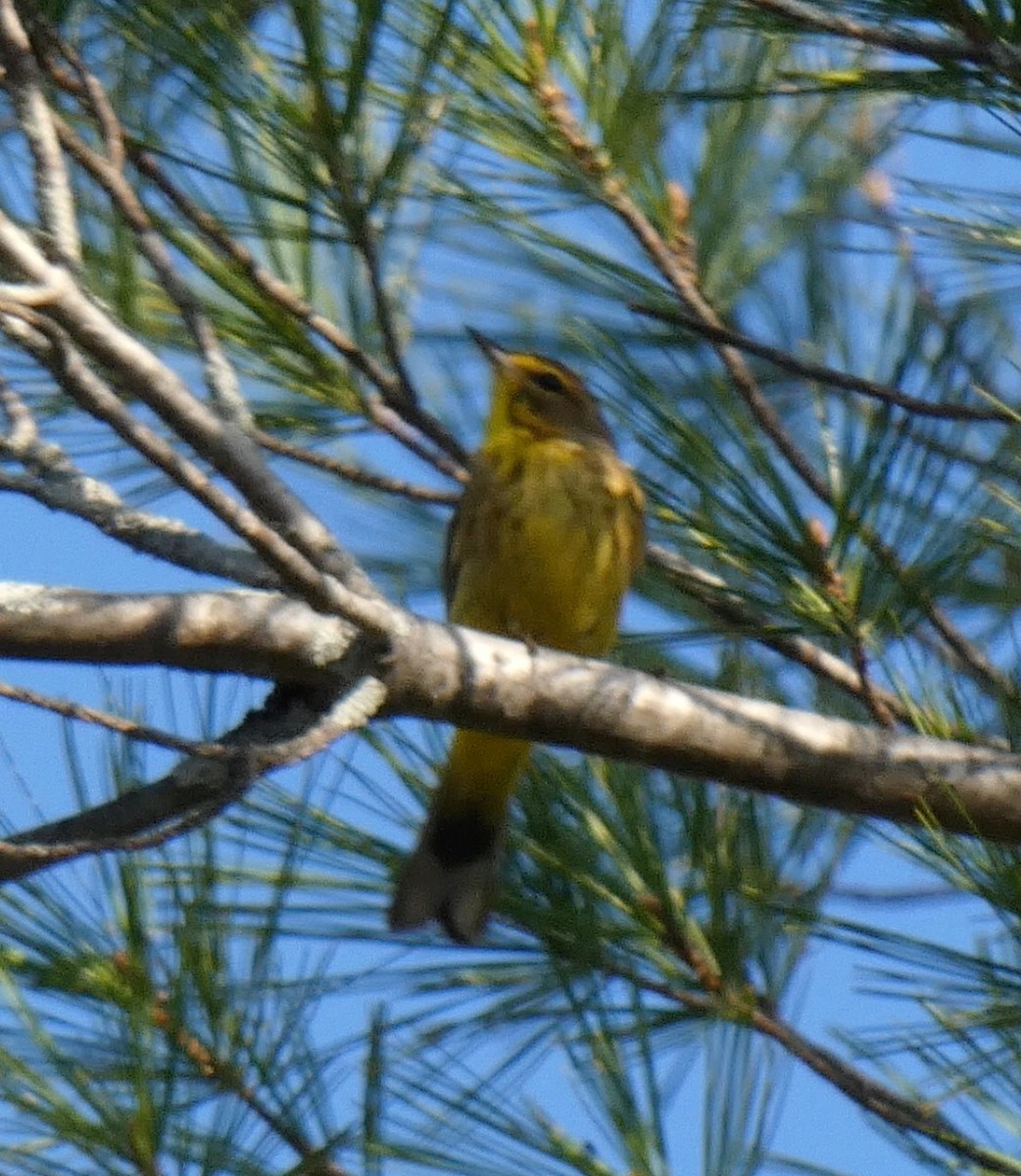 Palm Warbler (Yellow) - ML559921071