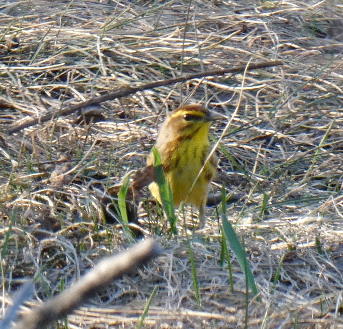 Palm Warbler (Yellow) - ML559921081