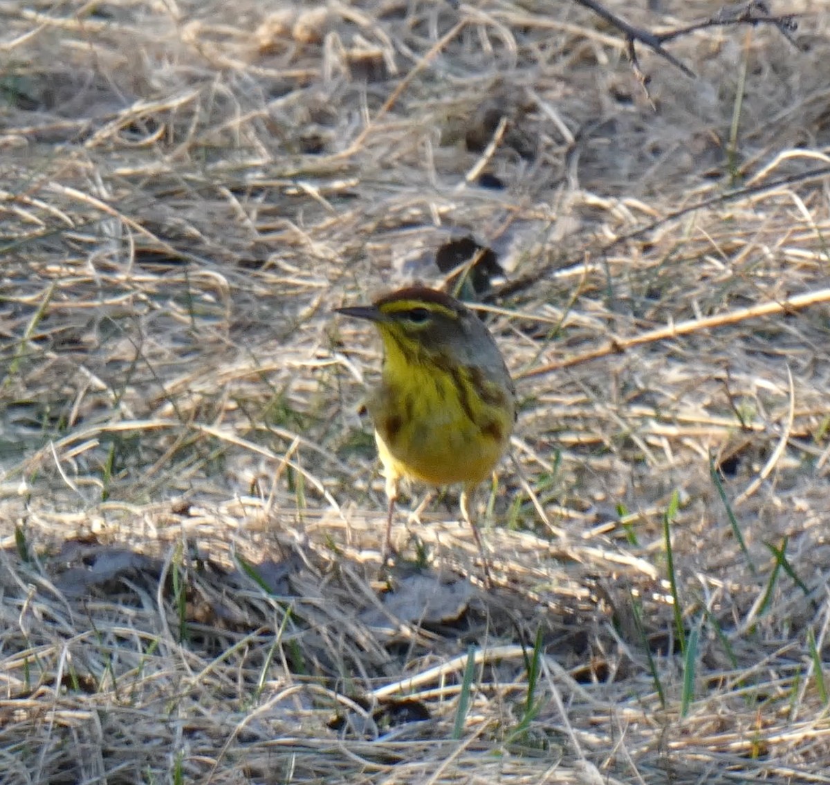Palm Warbler (Yellow) - ML559921091