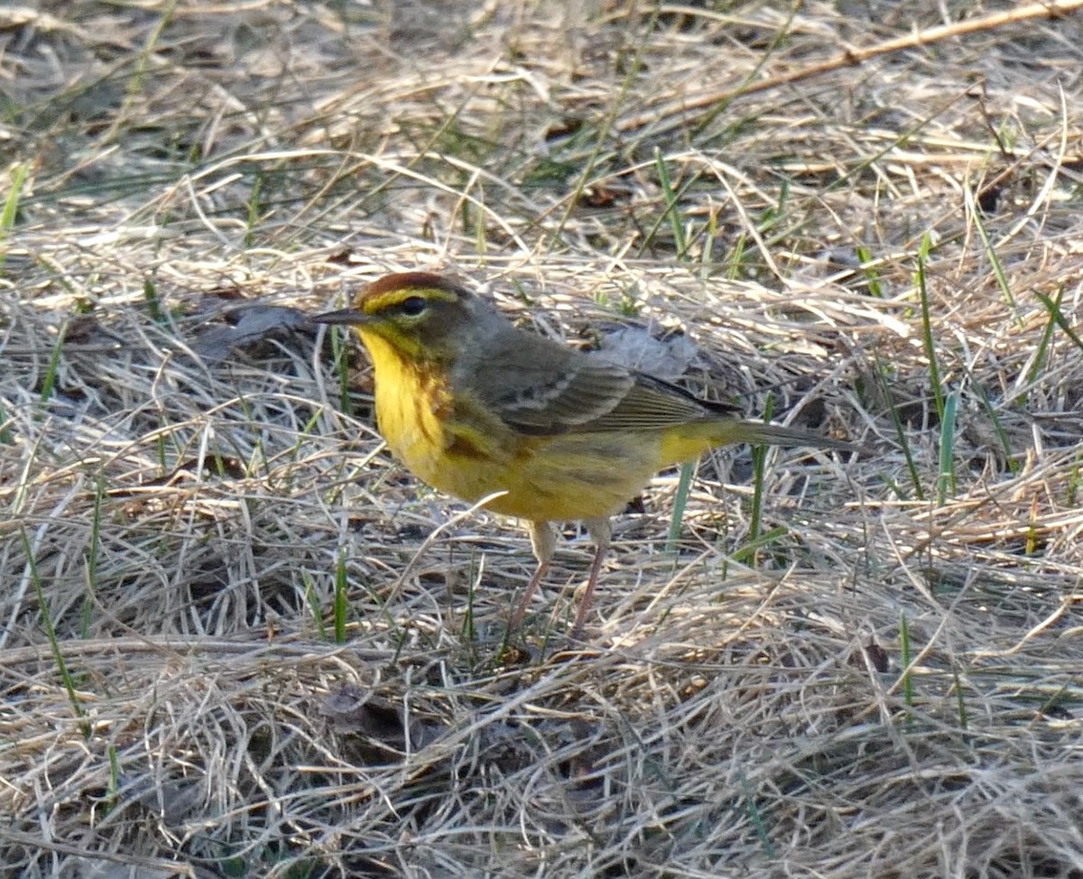 Palm Warbler (Yellow) - ML559921101