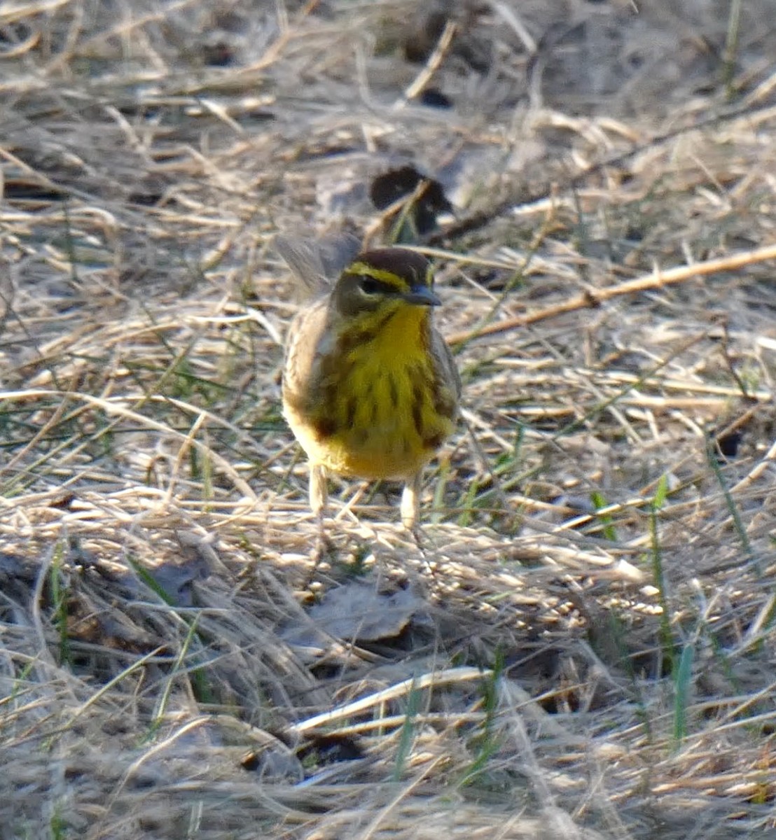 Palm Warbler (Yellow) - ML559921111