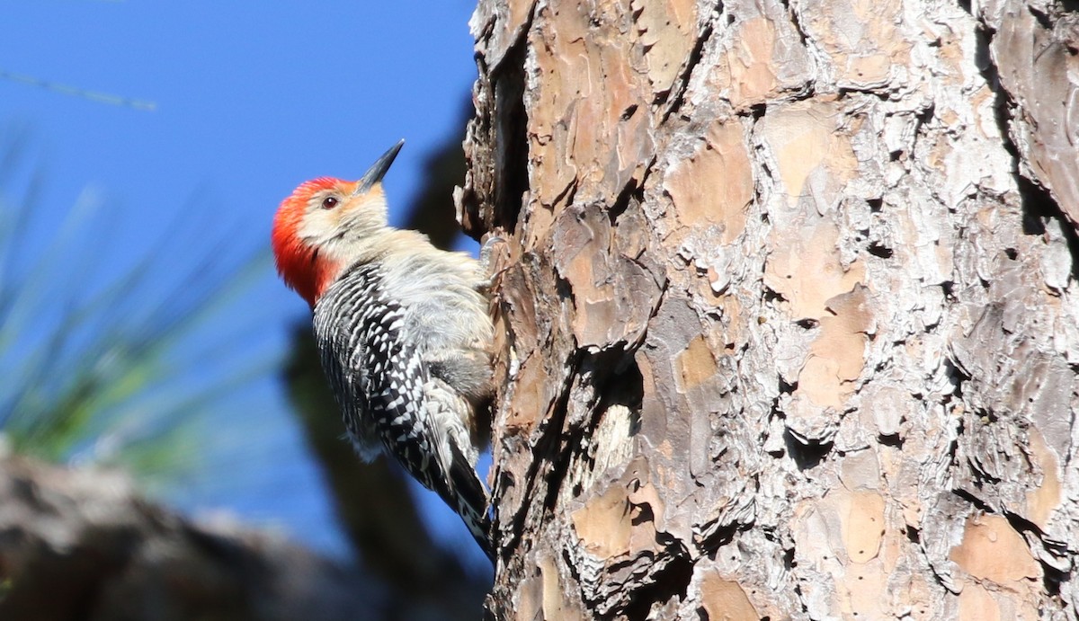 Red-bellied Woodpecker - ML559921171