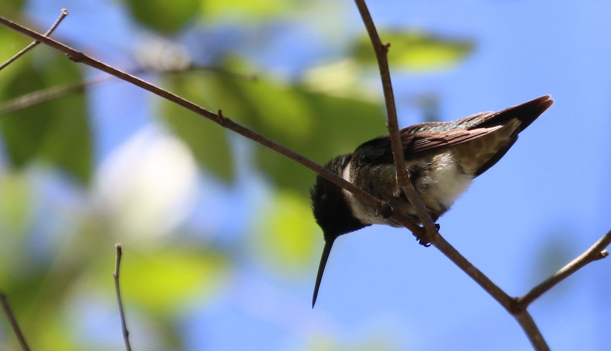 Ruby-throated Hummingbird - ML559921601