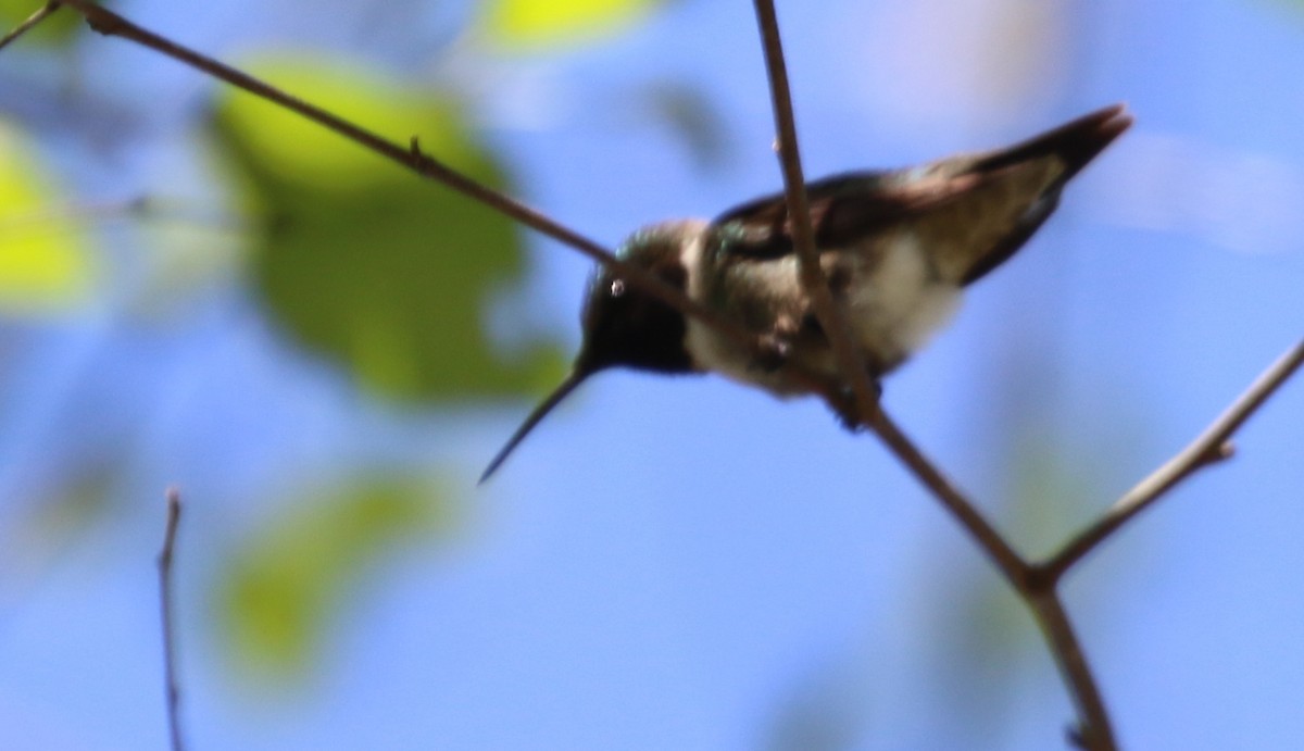 Ruby-throated Hummingbird - ML559921631