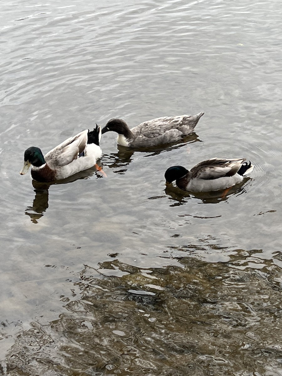 Mallard x Northern Pintail (hybrid) - ML559921821