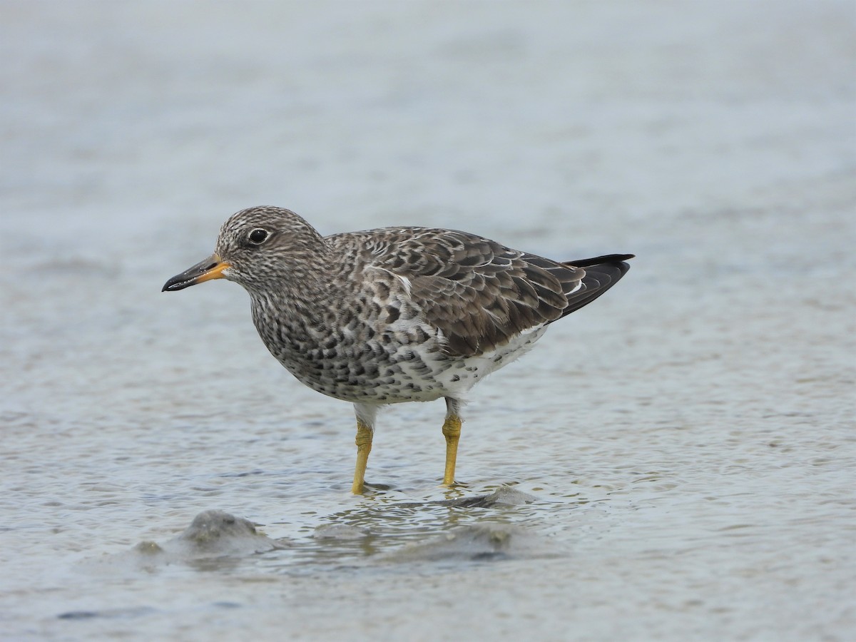 Surfbird - ML559922011