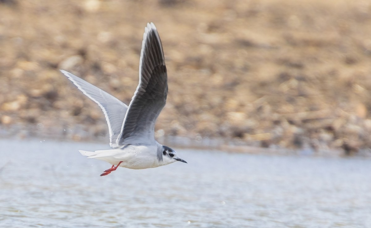 Little Gull - Aidan Rominger
