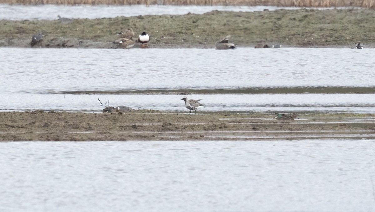 Black-bellied Plover - ML559922141