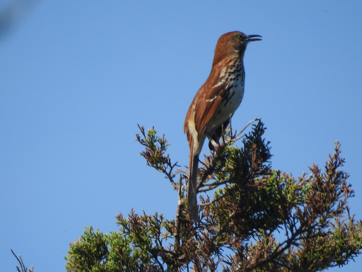 Brown Thrasher - Gerald Head