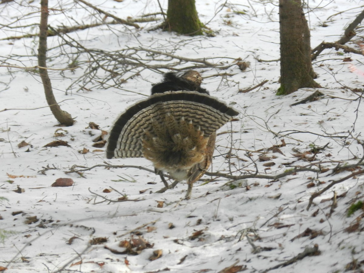 Ruffed Grouse - david boon