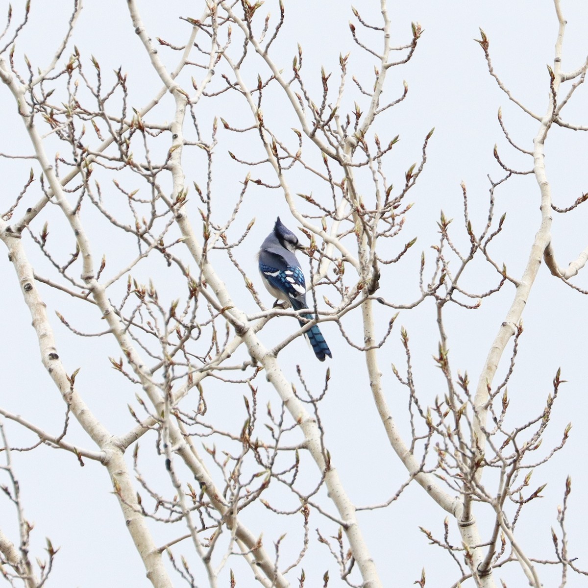 Blue Jay - ML559923401