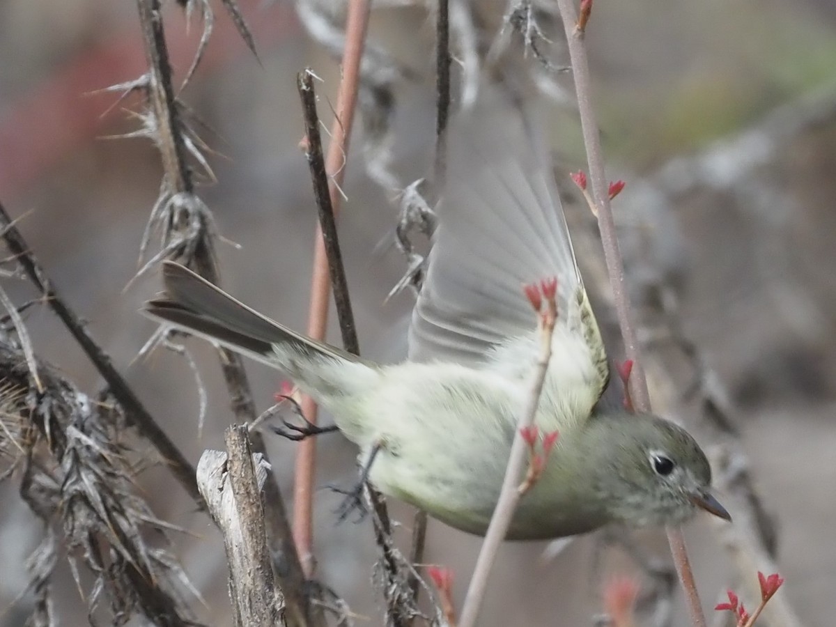 Hammond's Flycatcher - ML559923411