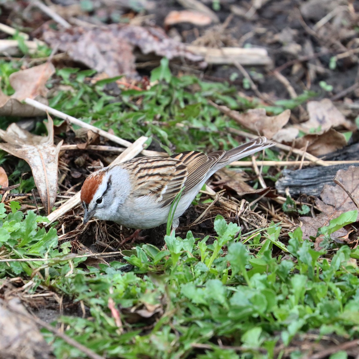 Chipping Sparrow - ML559923901