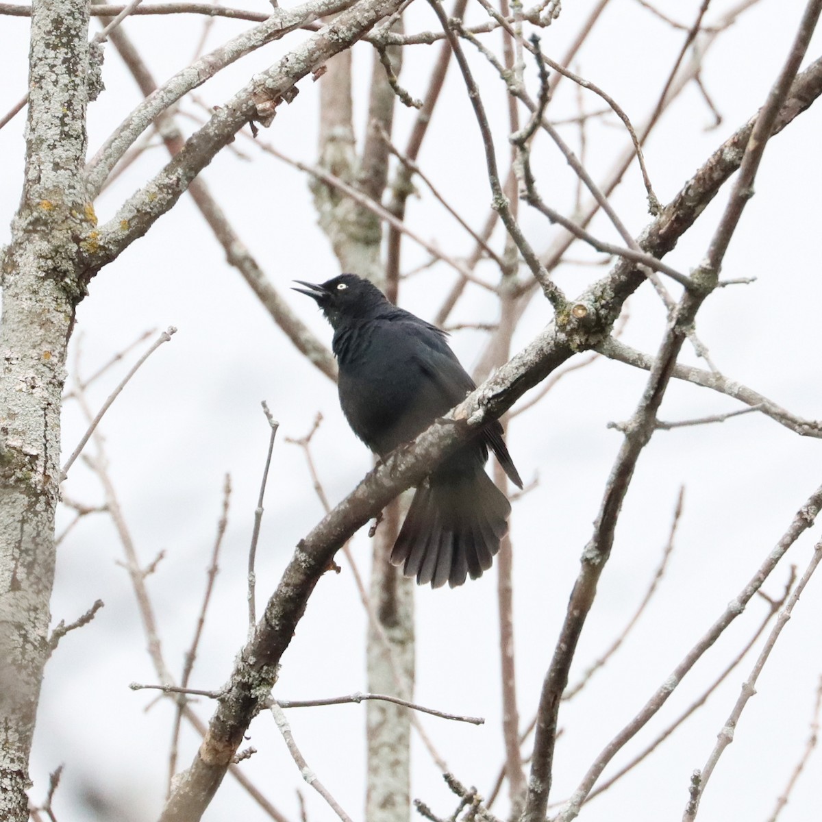 Rusty Blackbird - ML559924211