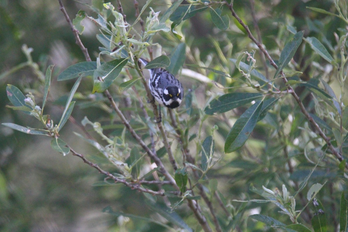 Black-throated Gray Warbler - ML559924391