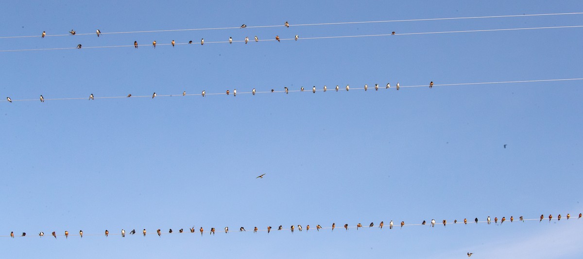 Barn Swallow - Leslie Morris