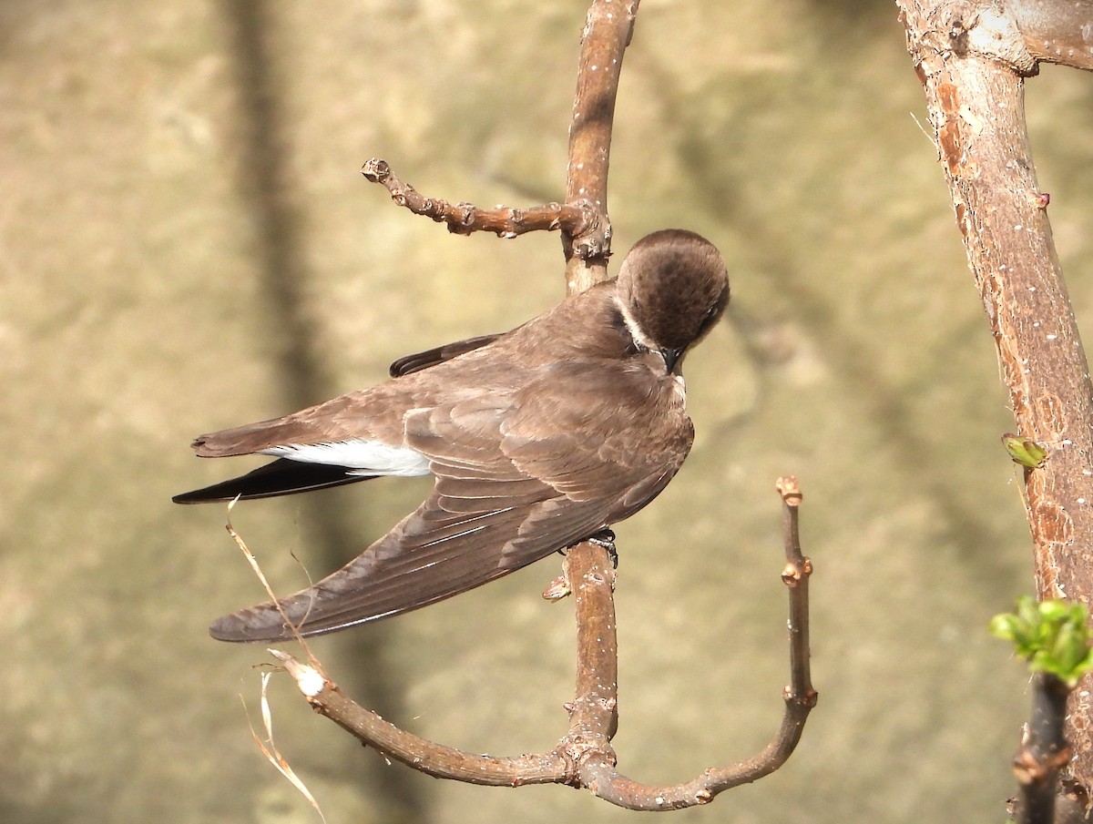Northern Rough-winged Swallow - ML559926691