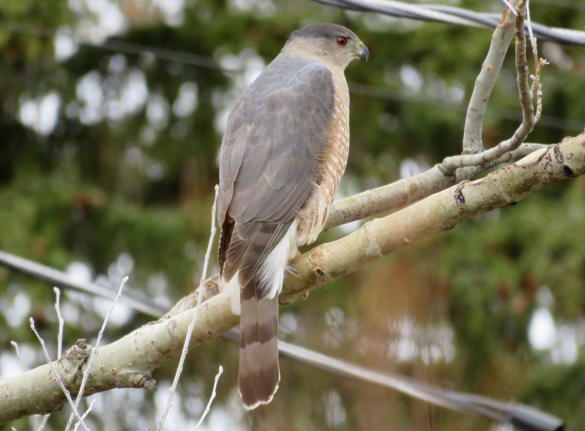 Cooper's Hawk - ML559926791