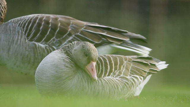 Graylag Goose - ML559926821