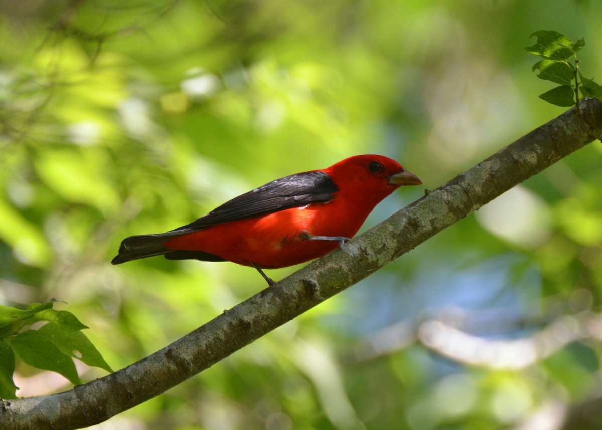 Scarlet Tanager - ML55992821