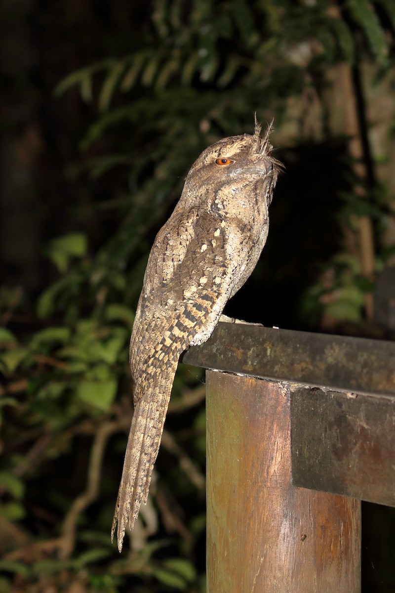 Marbled Frogmouth - Jon Spicer-Bell