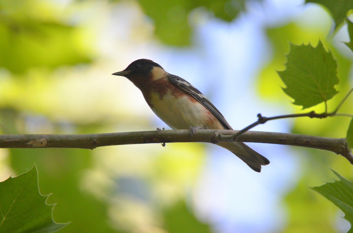 Bay-breasted Warbler - ML55993251