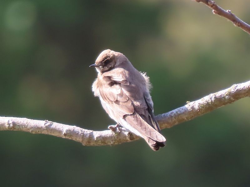 Northern Rough-winged Swallow - ML559933421