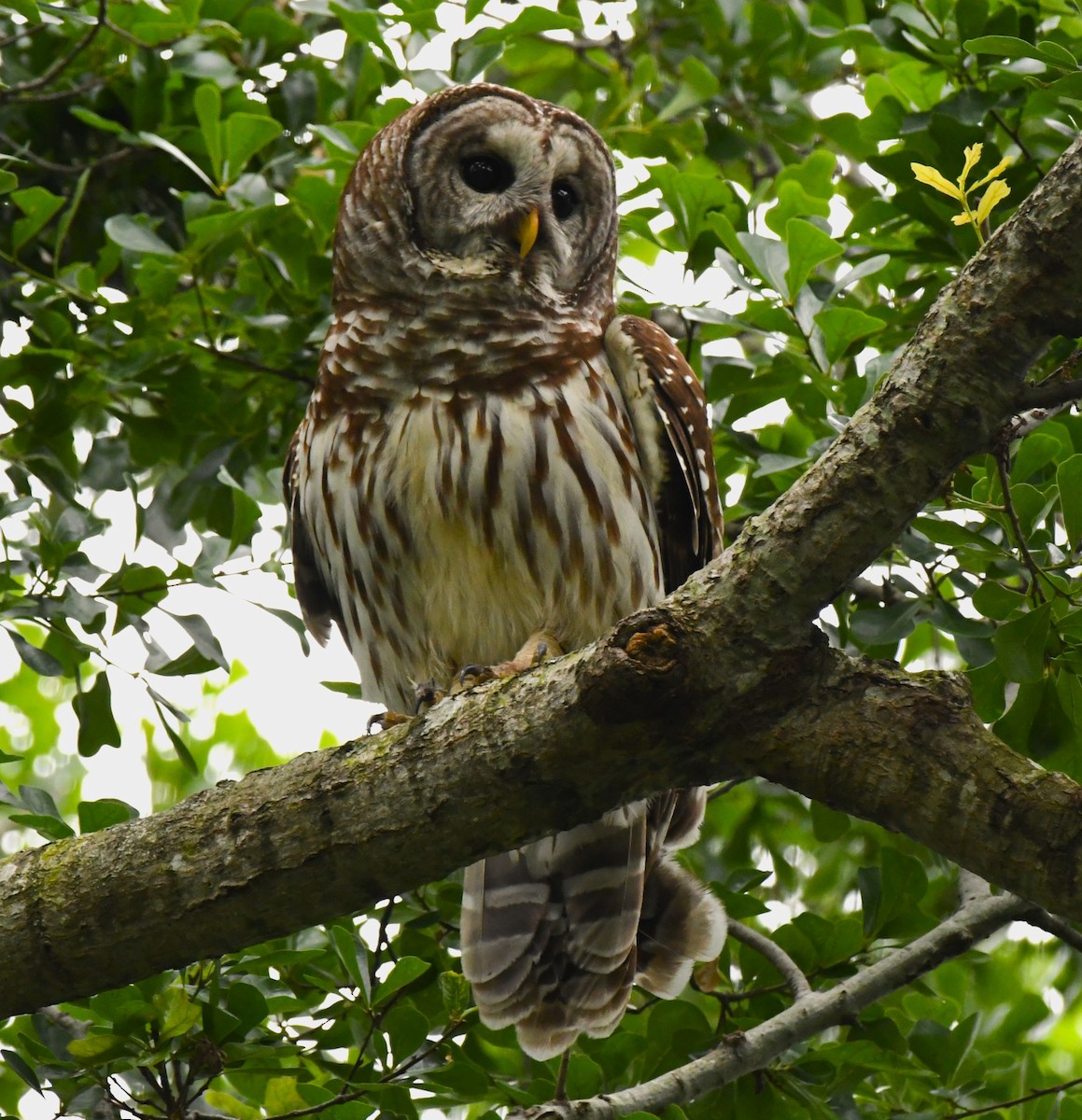Barred Owl - Timothy White