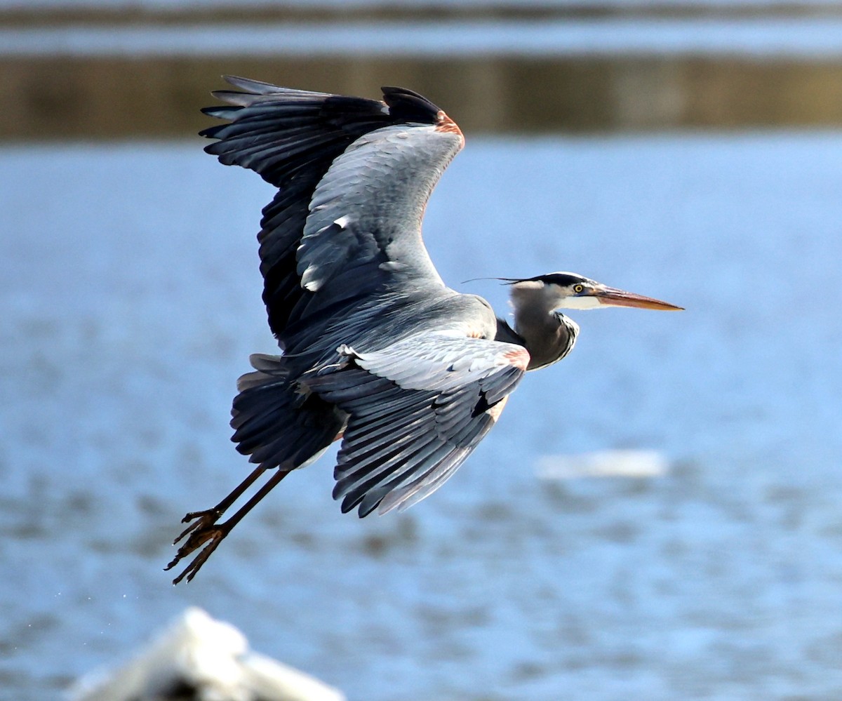 Great Blue Heron - Michel Proulx