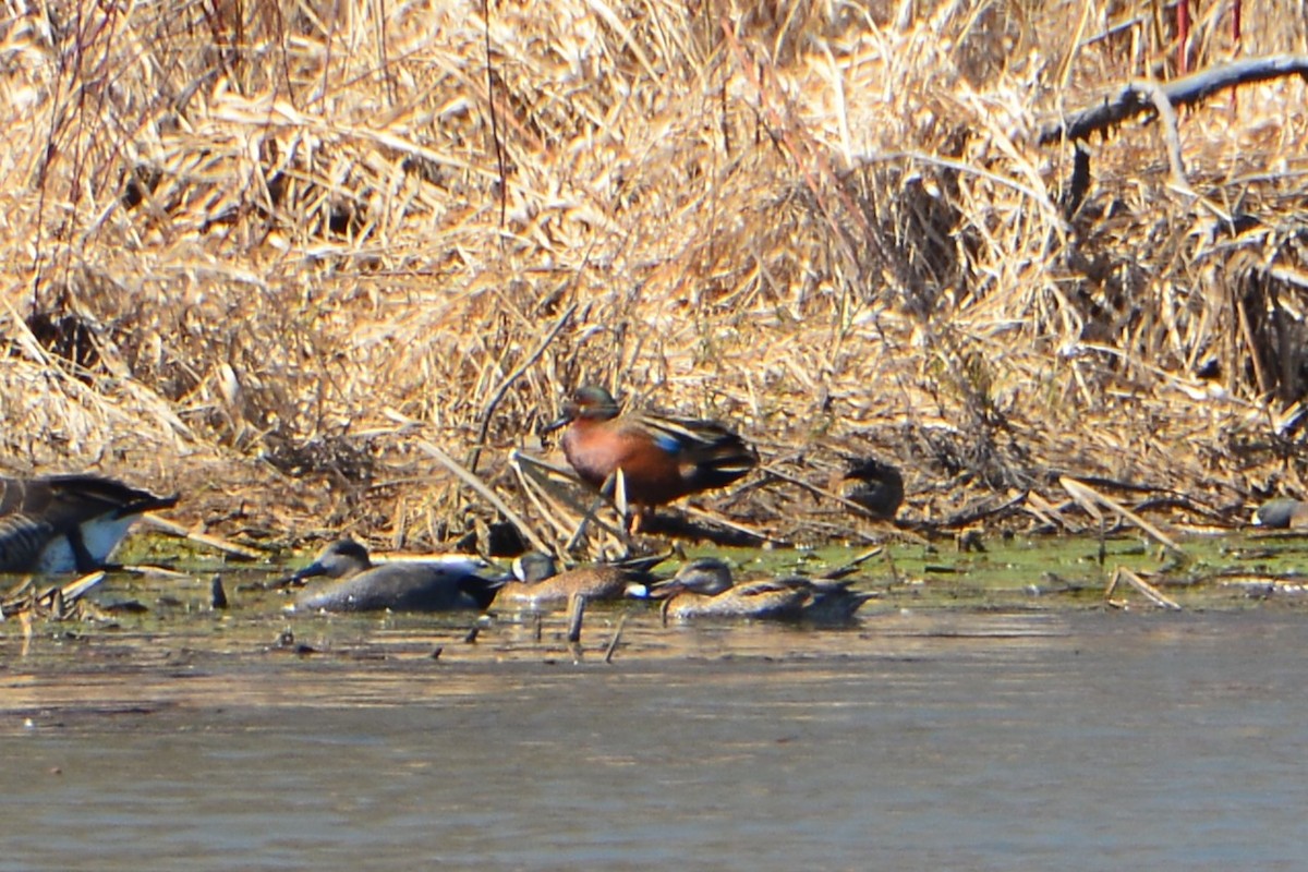 Blue-winged x Cinnamon Teal (hybrid) - ML559936481
