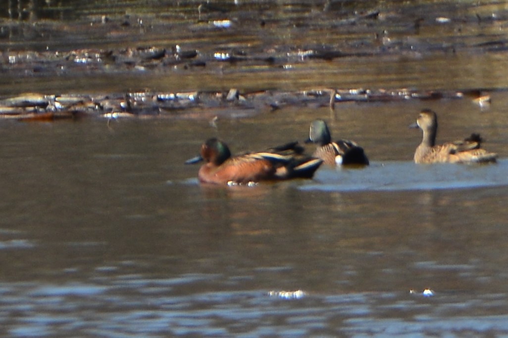 Blue-winged x Cinnamon Teal (hybrid) - ML559936491