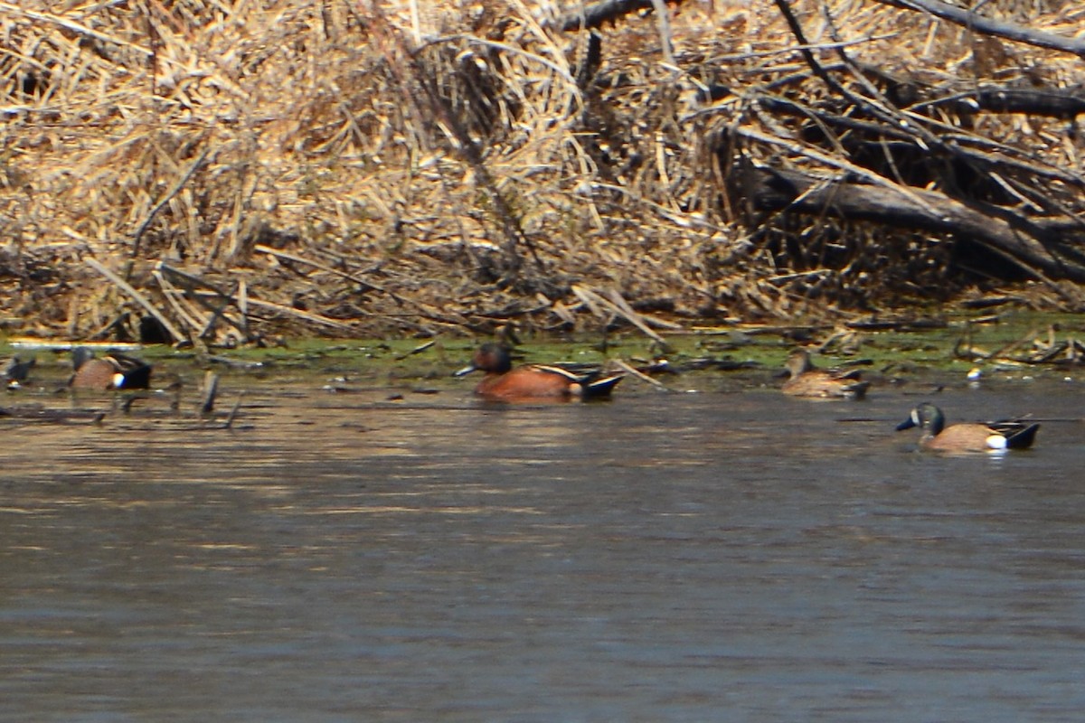 Blue-winged x Cinnamon Teal (hybrid) - ML559936501