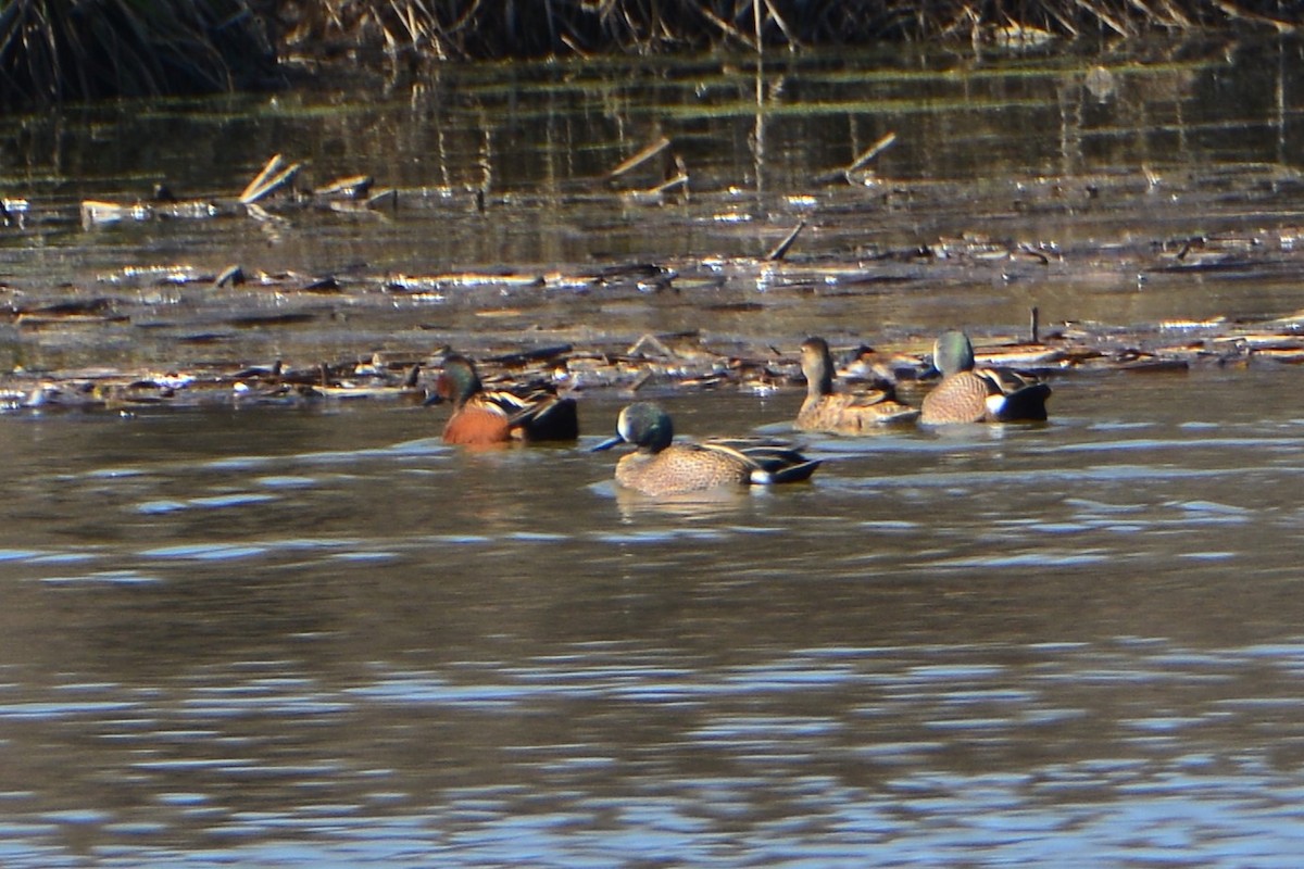 Blue-winged x Cinnamon Teal (hybrid) - ML559936511