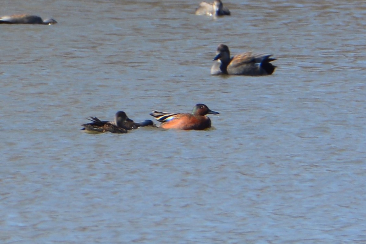 Blue-winged x Cinnamon Teal (hybrid) - ML559936521