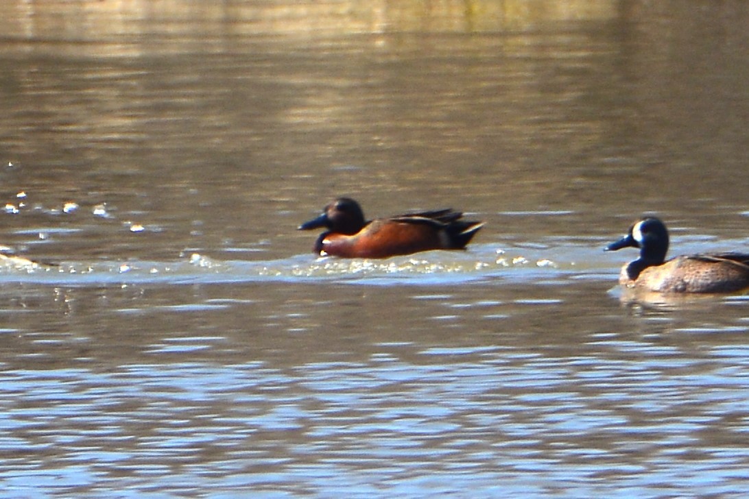 Blue-winged x Cinnamon Teal (hybrid) - ML559936531