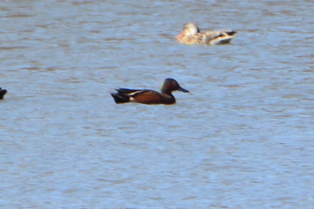 Blue-winged x Cinnamon Teal (hybrid) - ML559936541