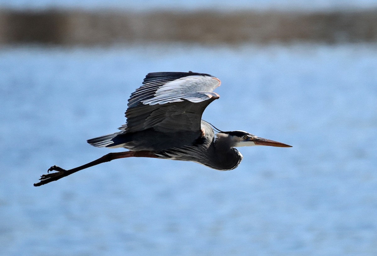 Great Blue Heron - Michel Proulx
