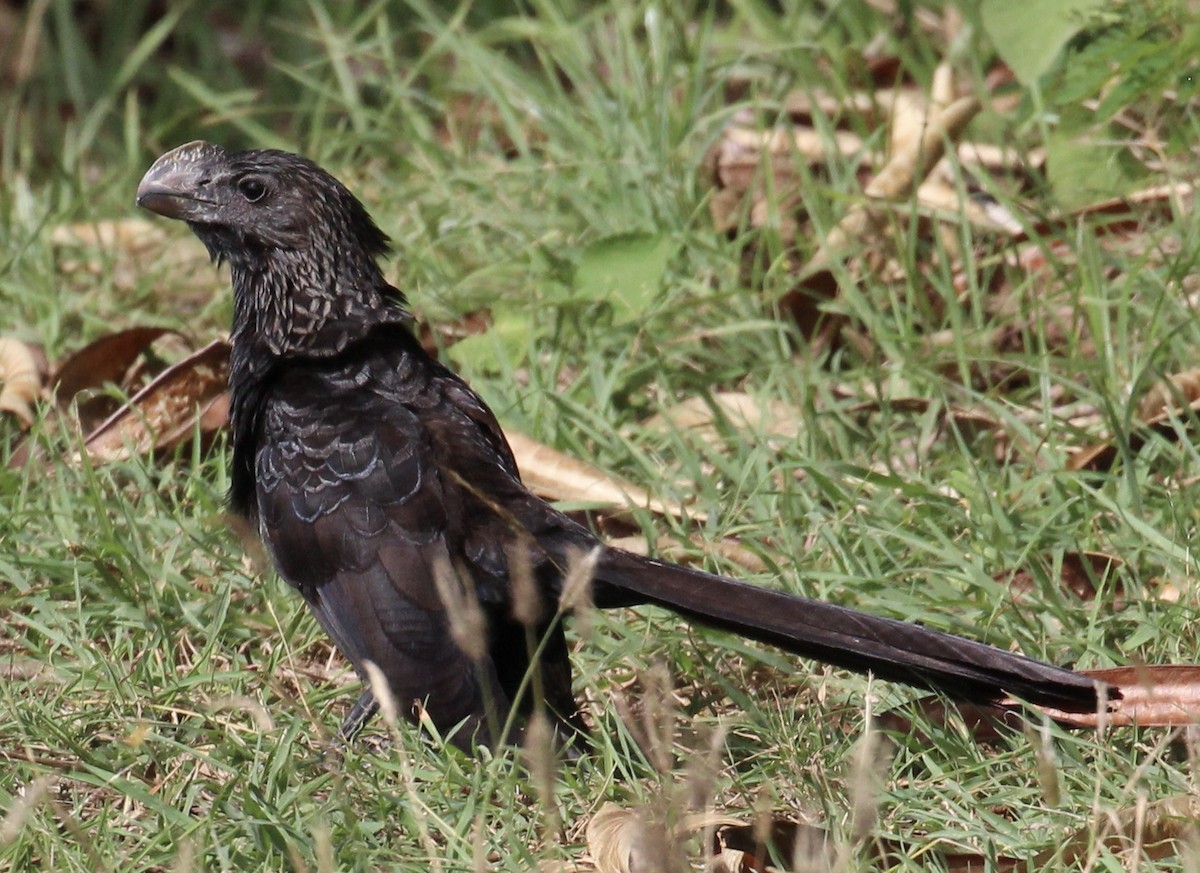 Smooth-billed Ani - ML559938181