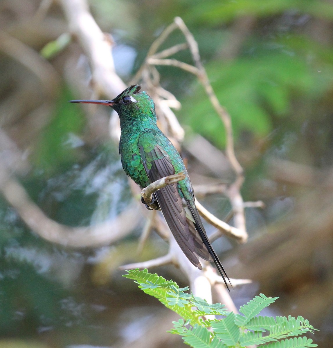 Cuban Emerald - ML559938361