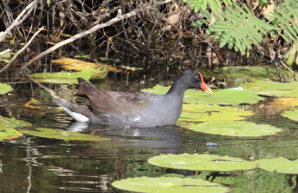 Common Gallinule - ML559938621