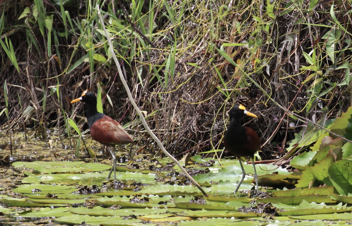 Northern Jacana - ML559939511